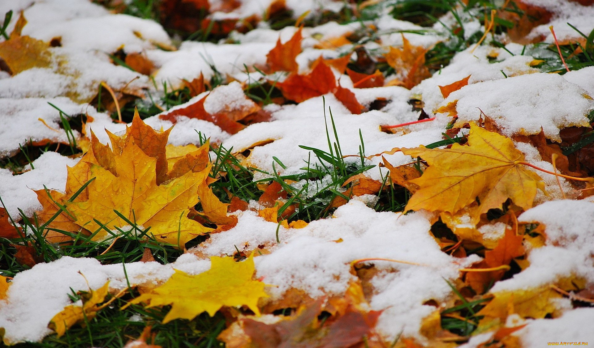 Первый снег. Ноябрь природа. Снежная осень. Ранняя зима. Сугробы листьев